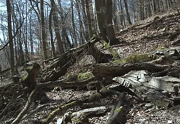 Prírodná rezervácia Boky.