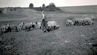 Pastier s ovcami na Kupči.