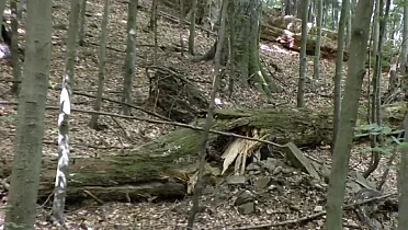 Les bez ľudského zásahu.