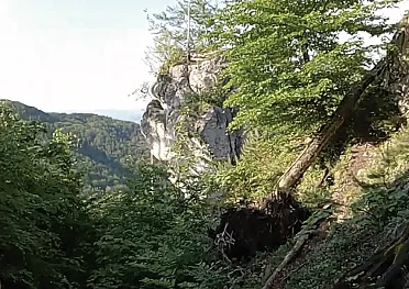 Budzogáň obkolesený lesom