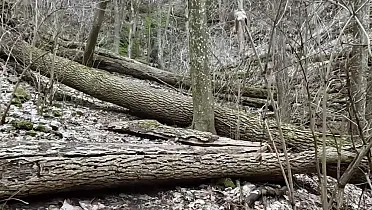 Príroda bez zásahu