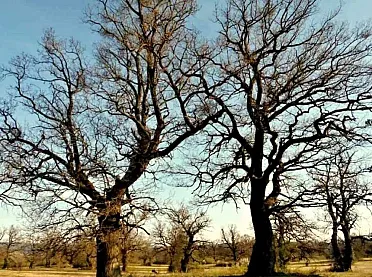 Dubový háj Gavurky