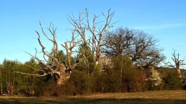 Duby sú tu jedinečné