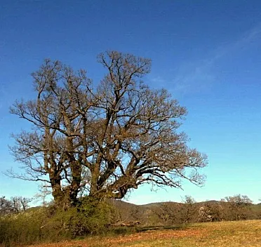 Každý dub je výnimočný