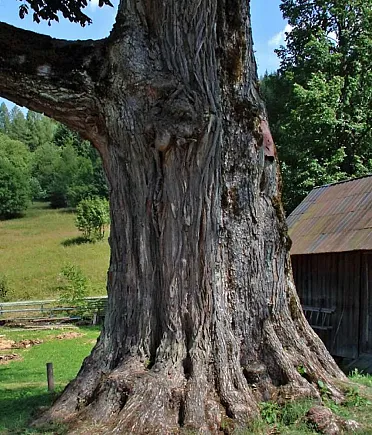 Mohutný kmeň stromu