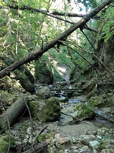 Panenská príroda