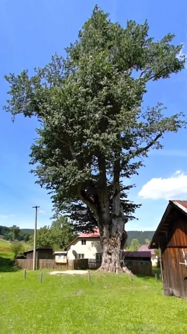 Takmer 500 ročný brest hrabolistý