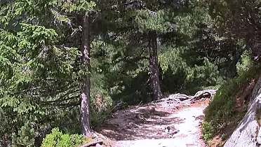 Chodník prechádza spočiatku cez les