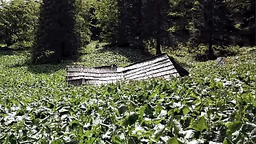 Chodník zarastený lopúchmi