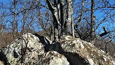 Spomedzi skál stromy rastú