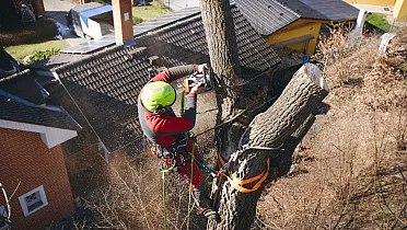 Výrub stromu na vlastnej záhrade môže byť drahý
