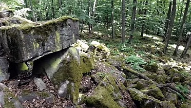 Bralce ukryté v lese