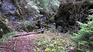 Divoká príroda v tiesňave