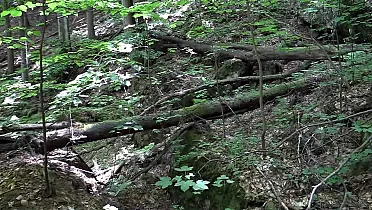 Prírodnú scenériu dotvárajú spadnuté stromy