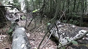 Nedotknutá príroda