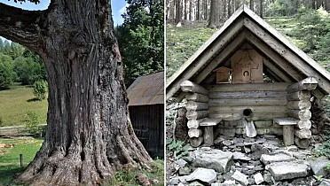 Kysucký exemplár brestu hrabolistého