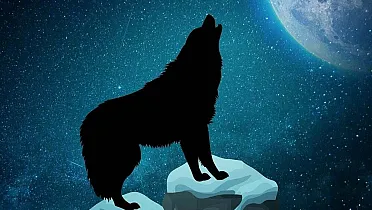 Vlk hľadá svojho priateľa