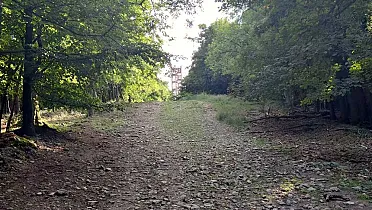 Zalesnený vrch Veľká homoľa