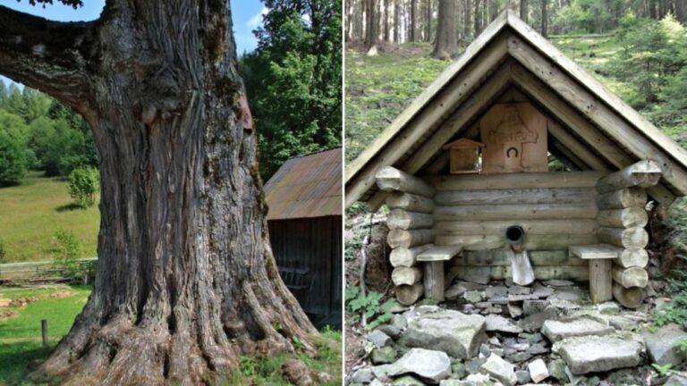 Najstarší a najmohutnejší strom svojho druhu v strednej Európe sa nachádza na Kysuciach.