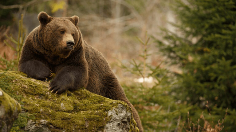 Unikátna mapa zachytáva medvede na Slovensku. V týchto lokalitách dávajte pozor