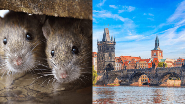 Viac potkanov ako ľudí. Obľúbená turistická destinácia čelí masívnemu problému
